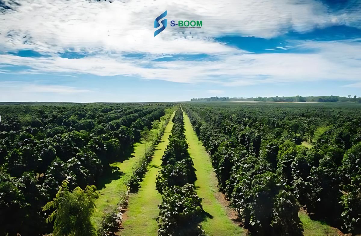 Sboom Agro -Processing Plc