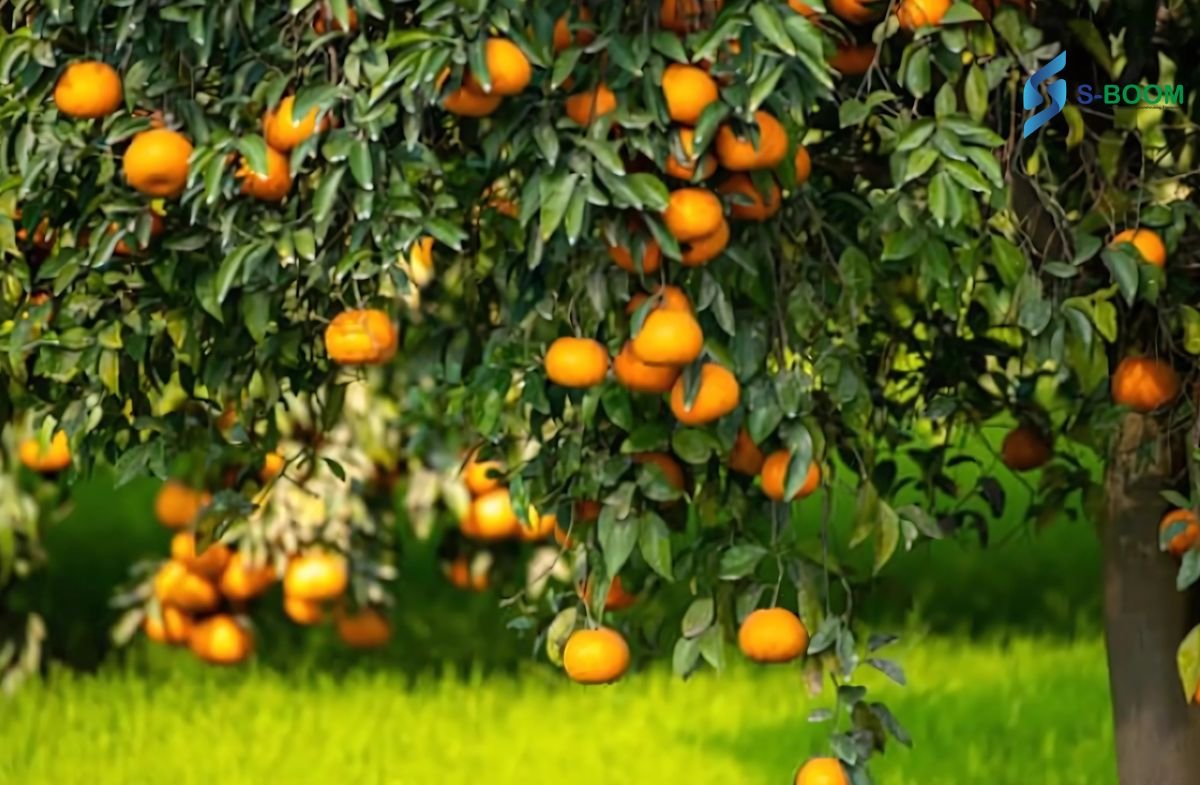Sboom Agro -Processing Plc