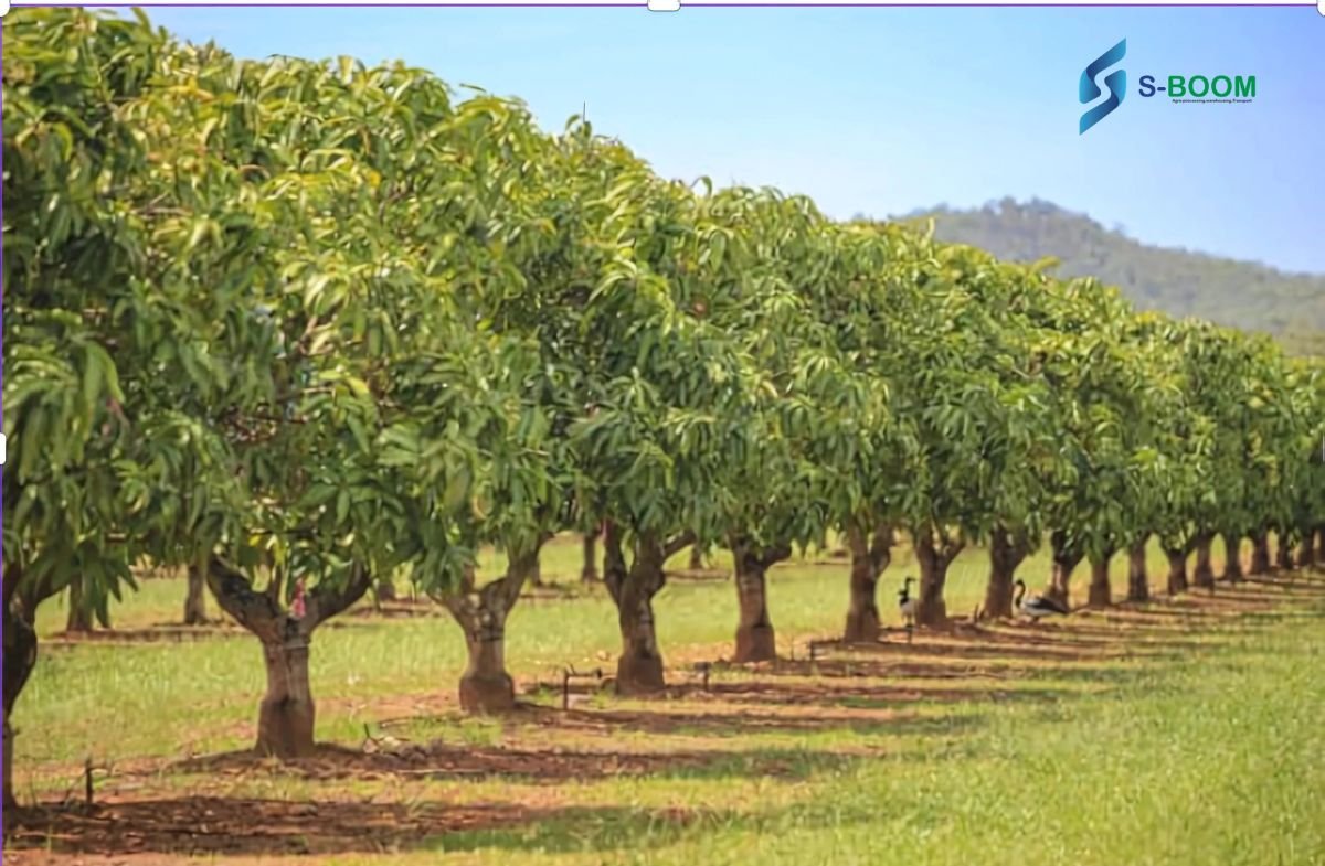Sboom Agro -Processing Plc